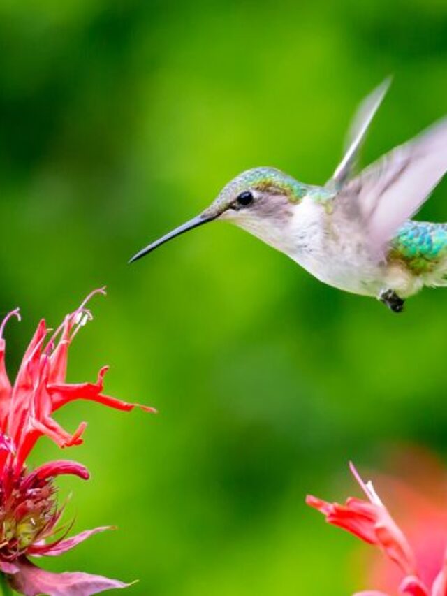Hummingbirds In Colorado: 5 Types and the Plants They Love