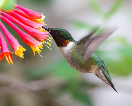 Hummingbirds in Georgia: 12 Types and the Plants They Love